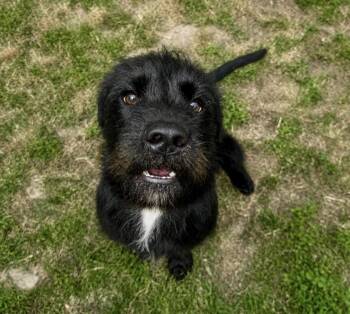 Schnauzer Dogs Available for Adoption in Houston, Texas - Fletch | PetCurious
