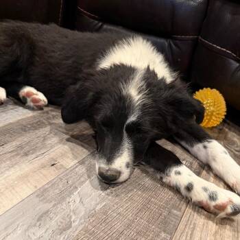 Angela -  Border Collie Dog for Adoption in Idaho Falls, Idaho - Angela | PetCurious