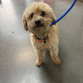 BC- Marshmallow -  Poodle and Mixed Breed Dog for Adoption in Idaho Falls, Idaho - BC- Marshmallow | PetCurious