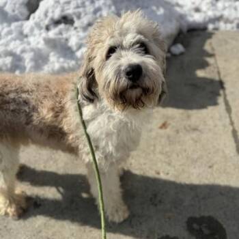 Standard Poodle Dogs Available for Adoption - Waffles | PetCurious
