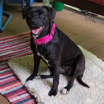 Tilly -  Mixed Breed Dog for Adoption in Sylva, North Carolina - Tilly | PetCurious