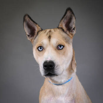 Rescue Shepherd Dogs for Adoption in Houston, Texas - Alaric | PetCurious