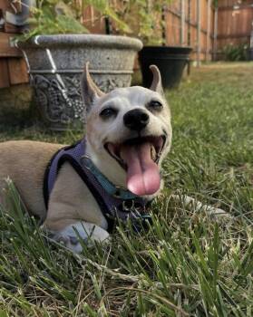 Alitas -  Chihuahua Dog for Adoption in Pasadena, California - Alitas | PetCurious