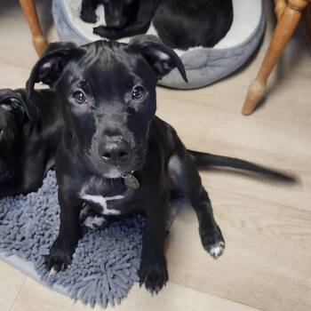 Rescue Black Labrador Retriever Dogs for Adoption in Wyandotte, Michigan - Mannix | PetCurious