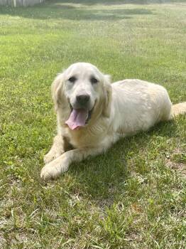 Flower -  Golden Retriever Dog for Adoption in Holiday Hills, Illinois - Flower | PetCurious