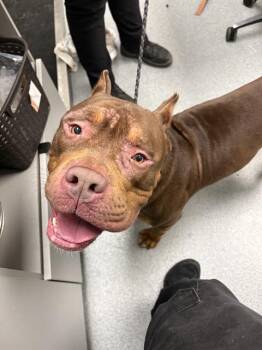 SULLY -  American Bulldog and Mixed Breed Dog for Adoption in Indianapolis, Indiana - SULLY | PetCurious