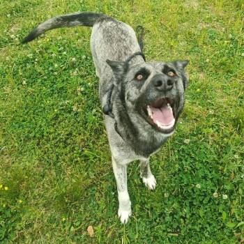 Shepherd Dogs Available for Adoption in Springdale, Arkansas - Iris | PetCurious