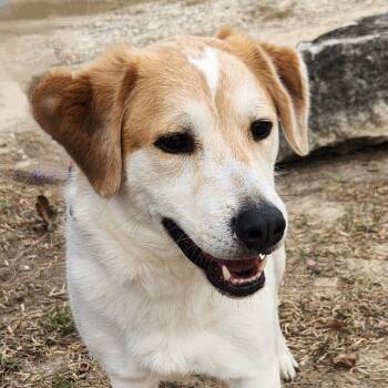 Rescue Australian Shepherd and Collie Dogs for Adoption in Austin, Texas - Monty JuM* | PetCurious