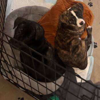 Mixed Breed Dogs Available for Adoption in Nashville, Tennessee - Thunder | PetCurious