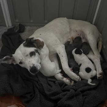Cattle Dog and Mixed Breed Dogs Available for Adoption in Choctaw, Oklahoma - Yuna | PetCurious