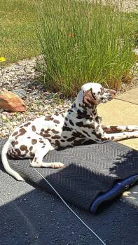 Briton Blu-Milwaukee, WI -  Dalmatian Dog for Adoption in San Diego, California - Briton Blu-Milwaukee, WI | PetCurious