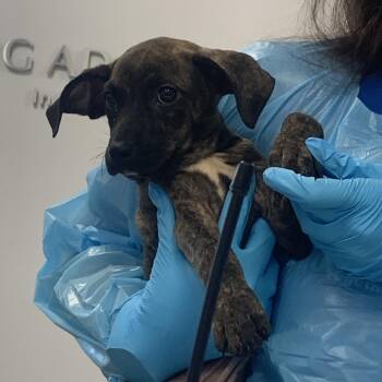 France -  Mixed Breed Dog Available for Adoption in West Palm Beach, Florida - France | PetCurious