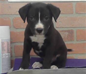 A2082464 -  Staffordshire Bull Terrier and Mixed Breed Dog for Adoption in Houston, Texas - A2082464 | PetCurious