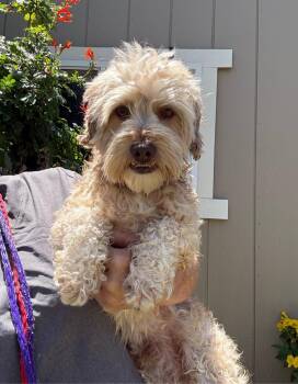 Rascal -  Maltipoo Dog for Adoption in Temecula, California - Rascal | PetCurious