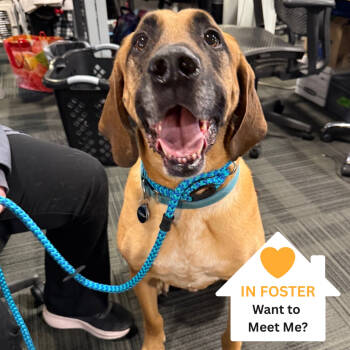 Rescue Mixed Breed and Bloodhound Dogs for Adoption in Salt Lake City, Utah - Topino | PetCurious