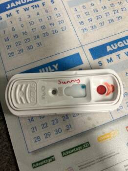 Labrador Retriever and Husky Dogs Available for Adoption in Hopkinsville, Kentucky - Harlowe/Sunny | PetCurious