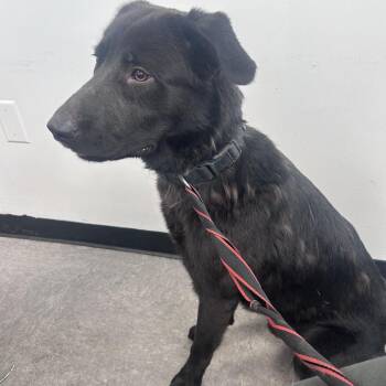 Bucky -  Mixed Breed Dog for Adoption in Philadelphia, Pennsylvania - Bucky | PetCurious