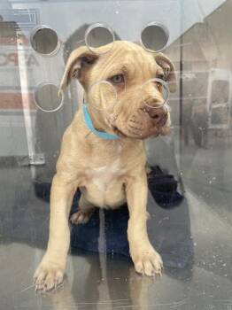 Mixed Breed Dogs Available for Adoption - PURPLE #3 | PetCurious