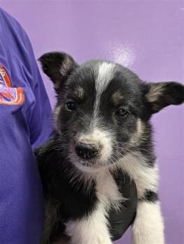 Husky and Mixed Breed Dogs Available for Adoption in El Paso, Texas - Pup 2 | PetCurious