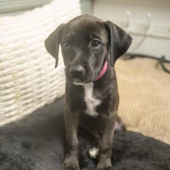 Begneit -  Labrador Retriever and Mixed Breed Dog for Adoption in Pawling, New York - Begneit | PetCurious