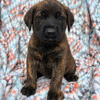 Mixed Breed and Golden Retriever Dogs Available for Adoption in Bellingham, Washington - Kit Kat | PetCurious