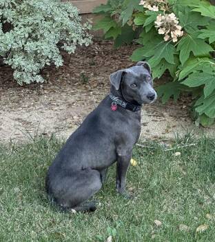 26Dr. Marty -  Pit Bull Terrier and Weimaraner Dog for Adoption in Shingle Springs, California - 26Dr. Marty | PetCurious