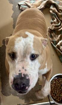 Rescue Pit Bull Terrier Dogs for Adoption in Sierra Vista, Arizona - Romeo | PetCurious