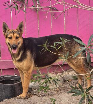 German Shepherd Dog and Doberman Pinscher Dogs Available for Adoption - Chelo | PetCurious