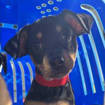 Jalapeno -  Chihuahua and Dachshund Dog for Adoption in Tampa, Florida - Jalapeno | PetCurious