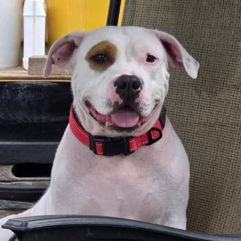 Arden -  Terrier Dog for Adoption in St. Louis, Missouri - Arden | PetCurious