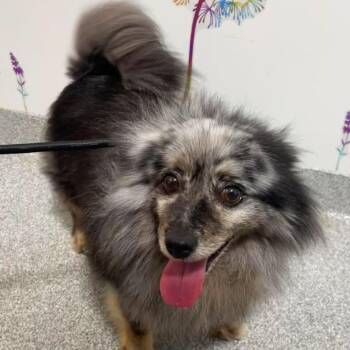 Cherish -  Pomeranian Dog for Adoption in Plainfield, Illinois - Cherish | PetCurious