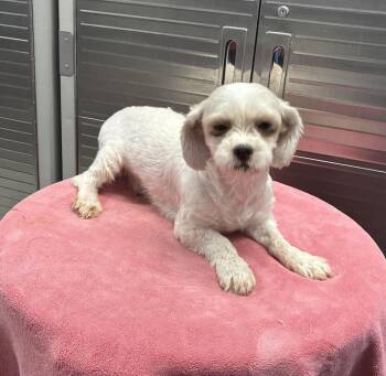 Sarah -  Bichon Frise and Shih Tzu Dog for Adoption in Chattanooga, Tennessee - Sarah | PetCurious