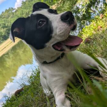 Rescue Mixed Breed Dogs for Adoption in Middleburg, Florida - Dude 27996 | PetCurious