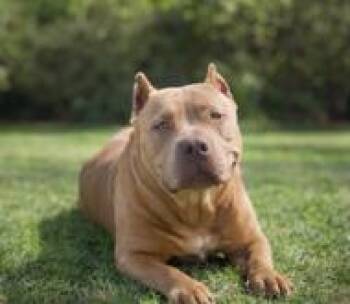 Pit Bull Terrier Dogs Available for Adoption - Zara  | PetCurious