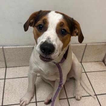 Berenstain -  Mixed Breed Dog for Adoption in Charleston, West Virginia - Berenstain | PetCurious