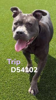 Trip -  Staffordshire Bull Terrier Dog for Adoption in Clarksville, Tennessee - Trip | PetCurious