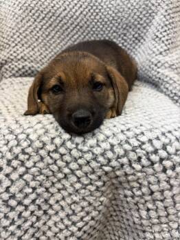 Beagle and Labrador Retriever Dogs Available for Adoption in Clinton, South Carolina - Sunkist | PetCurious