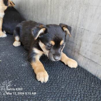 American Staffordshire Terrier Dogs Available for Adoption in San Antonio, Texas - SPIRAL | PetCurious