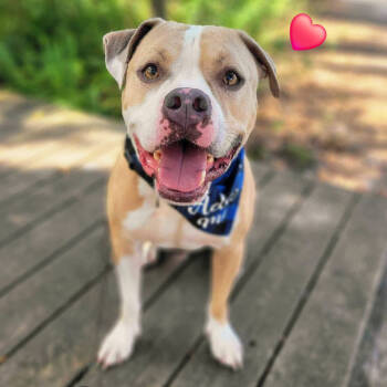 Rescue Mixed Breed Dogs for Adoption in Port Charlotte, Florida - Stanley | PetCurious