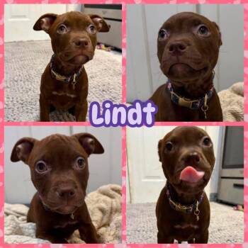 Lindt -  Labrador Retriever and Pit Bull Terrier Dog for Adoption in Ringwood, New Jersey - Lindt | PetCurious