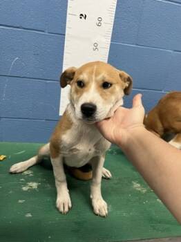 Rescue Carolina Dog and Mixed Breed Dogs for Adoption in Seneca, South Carolina - Daffy Duck | PetCurious