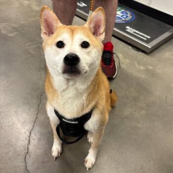 Athena 2 -  Shiba Inu Dog for Adoption in Tampa, Florida - Athena 2 | PetCurious