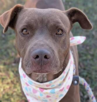 Mixed Breed Dogs Available for Adoption - NAVEEN | PetCurious