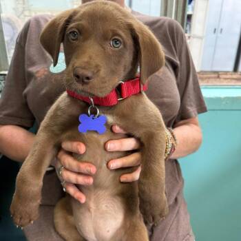 Labrador Retriever and Shepherd Dogs Available for Adoption in Boerne, Texas - Nyra | PetCurious