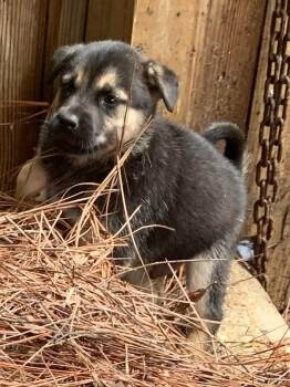 Gonzo -  Mixed Breed Dog Available for Adoption in Taycheedah, Wisconsin - Gonzo | PetCurious