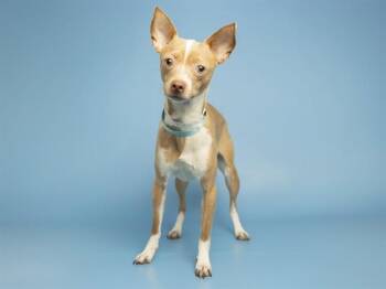 MI AMOUR -  Chihuahua Dog for Adoption in Phoenix, Arizona - MI AMOUR | PetCurious
