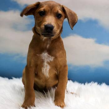 Pisinemo -  Mixed Breed Dog for Adoption in Casa Grande, Arizona - Pisinemo | PetCurious