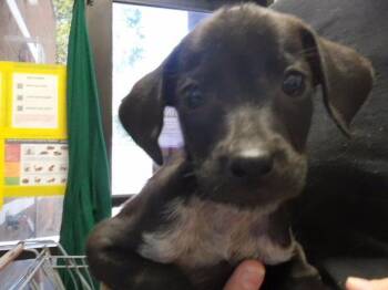 OLLIE -  Labrador Retriever and Mixed Breed Dog for Adoption in Tulsa, Oklahoma - OLLIE | PetCurious
