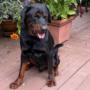 Theo -  Tibetan Mastiff and Doberman Pinscher Dog for Adoption in New York, New York - Theo | PetCurious