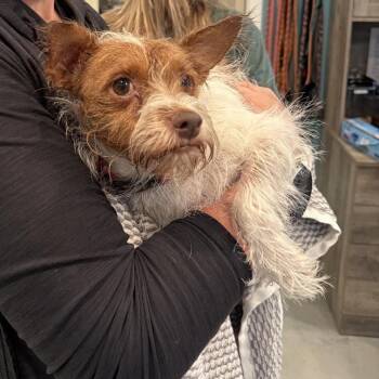 Rescue Jack Russell Terrier and Mixed Breed Dogs for Adoption in Bend, Oregon - Buddy | PetCurious